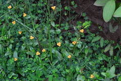 Murdannia pauciflora